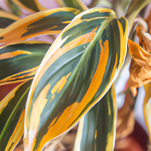 close up of yellowing indoor plant leave 512x512 84083854