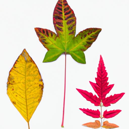 comparison of leaf sizes and colors phot 512x512 55710984