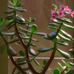do jade plants flower