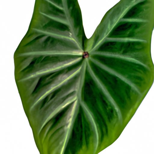 glossy heart shaped leaves of alocasia p 512x512 32555200