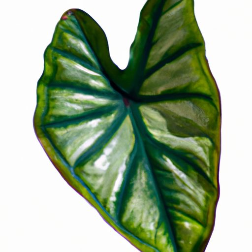 glossy heart shaped leaves of alocasia p 512x512 94559109