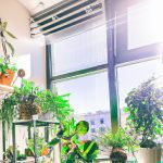 good plants for apartments 2