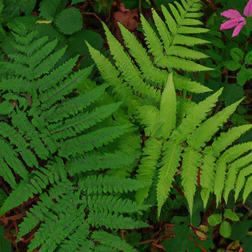 green ferns and pink flowers contrast ph 512x512 10219144
