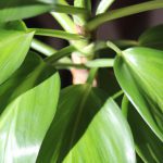 How Houseplants Can Transform Indoor Air Quality