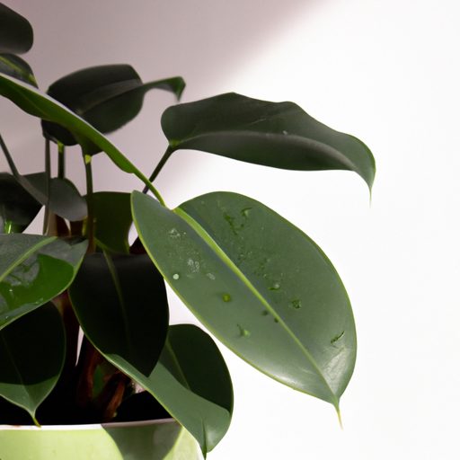healthy and thriving houseplants photore 512x512 73099334