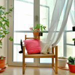 house plants for shady rooms 2