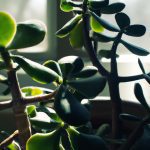 how much sun does a jade plant need