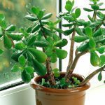 how often should i water my jade plant