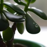 how often to water a jade plant