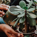 how to care for a jade plant 2