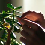 how to care for a jade plant indoors