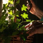how to care for english ivy 1