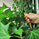how to care for english ivy indoors