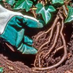 how to kill english ivy roots