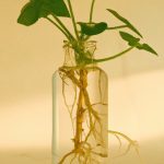how to propagate english ivy in water