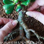 how to root a jade plant