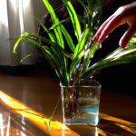 how to water a dracaena 2