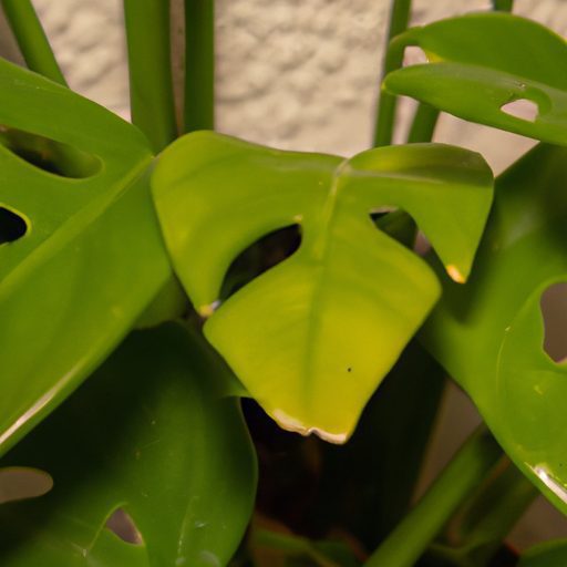 indoor plant infested with pests photore 512x512 70541136