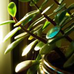 indoor plants associated with good luck and prosperity 4