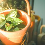 indoor plants believed to bring positive energy to a home 2