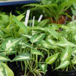 indoor plants currently on sale 3