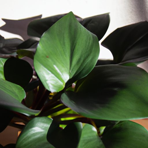 indoor plants purifying polluted air pho 512x512 55414541