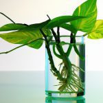 indoor plants that grow in water without soil 4
