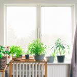 indoor plants that require minimal light 3