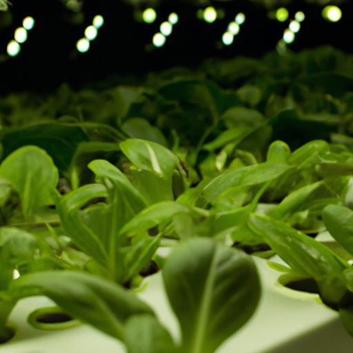 indoor plants thriving in hydroponics sy 512x512 96302122