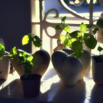 indoor plants with heart shaped leaves 2