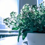 indoor plants with white flowering 1