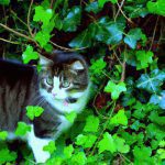 is english ivy poisonous to cats 1