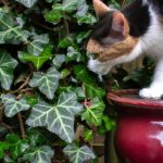is english ivy safe for cats