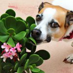 is jade plant toxic to dogs