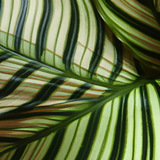 lush calathea leaves in intricate patter 512x512 78050839