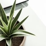 Why Plants in the Office Make Us More Productive