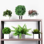 office desk friendly indoor plants 2