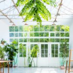 oxygen generating indoor plants 2