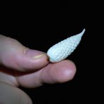 peace lily seeds for sale 2