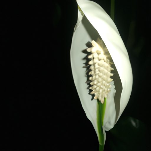 peace lily thrives in low light photorea 512x512 71179565