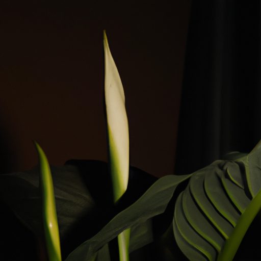 peace lily thrives in low light photorea 512x512 9143169