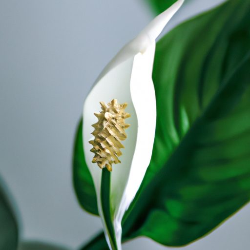 peace lily with white flowers photoreali 512x512 71903701