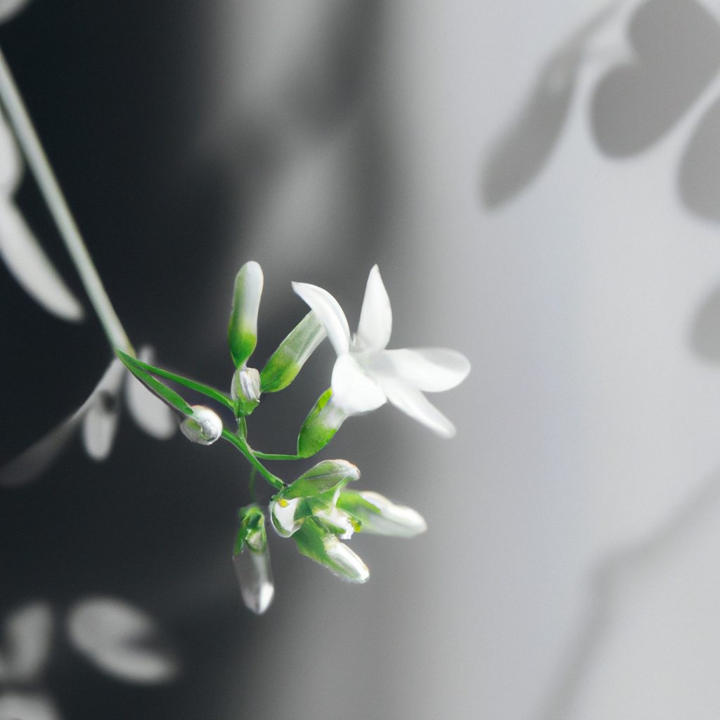 plantes dinterieur a fleurs blanches