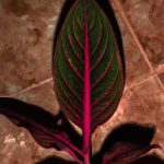 plantes dinterieur adaptees aux conditions de faible luminosite 2
