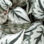 plantes dinterieur aux feuilles en forme de coeur