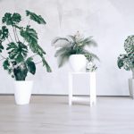plantes dinterieur pour un air plus propre et plus frais