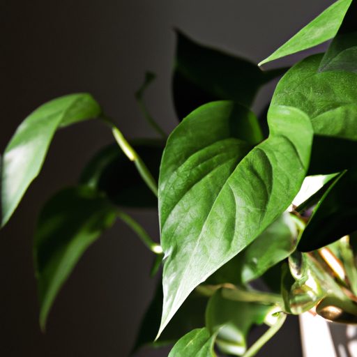 pothos plant purifying indoor air photor 512x512 49346977