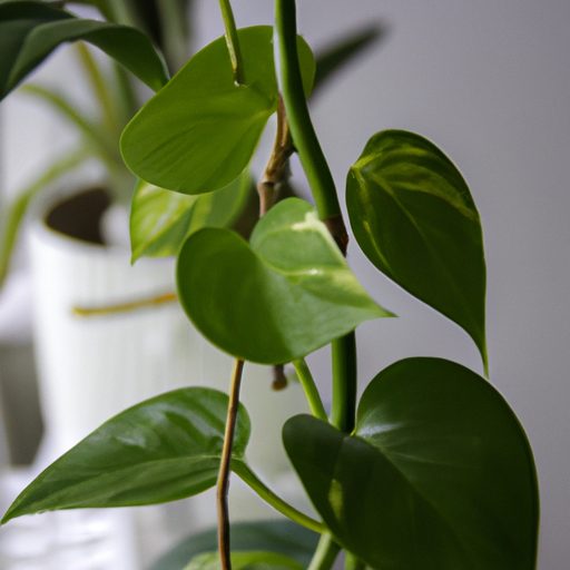 pothos plant purifying indoor air photor 512x512 5927703