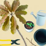 resolution des problemes avec les feuilles brunes des plantes dinterieur 1