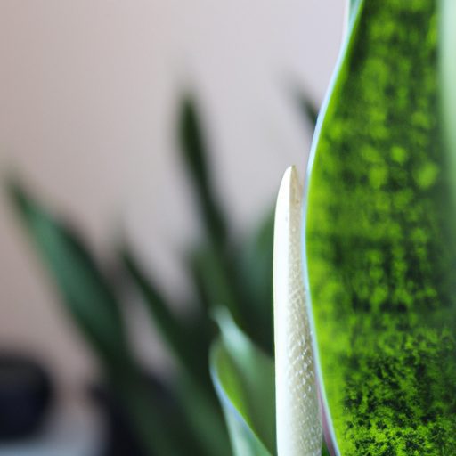 sansevieria plant purifying toxic air in 512x512 48354350